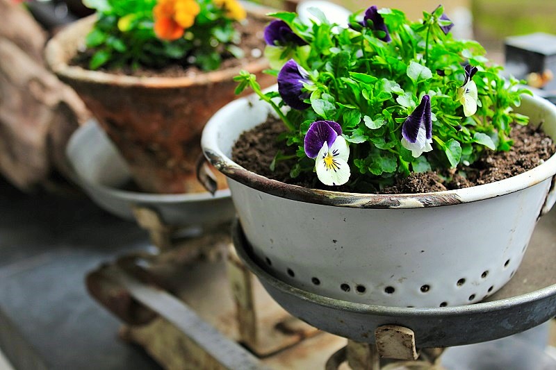 Frühlings-Blumen Balkon-Deko Annefaktur.