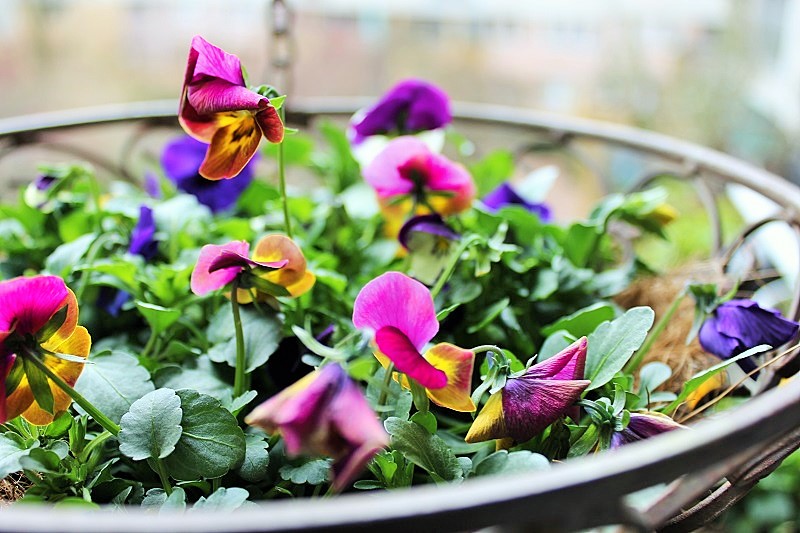 Frühlings-Blumen Balkon-Deko Annefaktur.