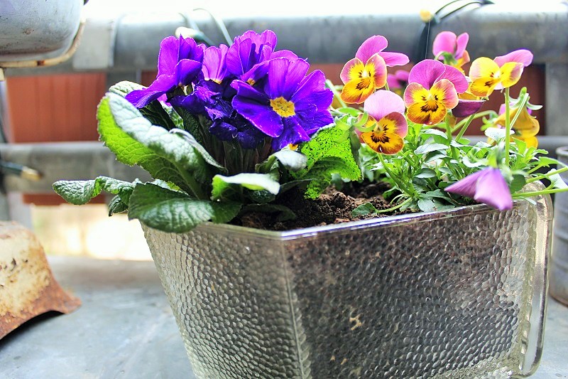 Frühlings-Blumen Balkon-Deko Annefaktur.