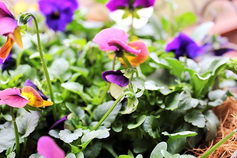 Frühlings-Blumen Balkon-Deko Annefaktur.