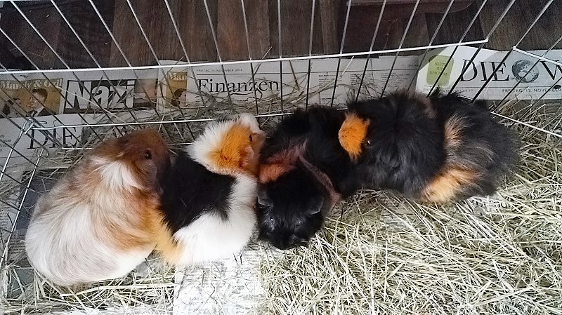 Meerschweinchen Annefaktur.de