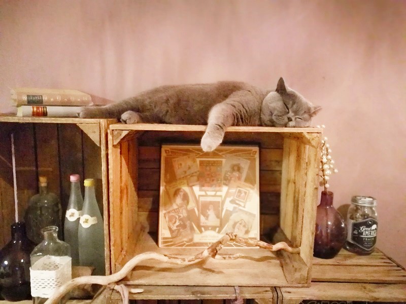 Weltkatzentag Annefaktur.de